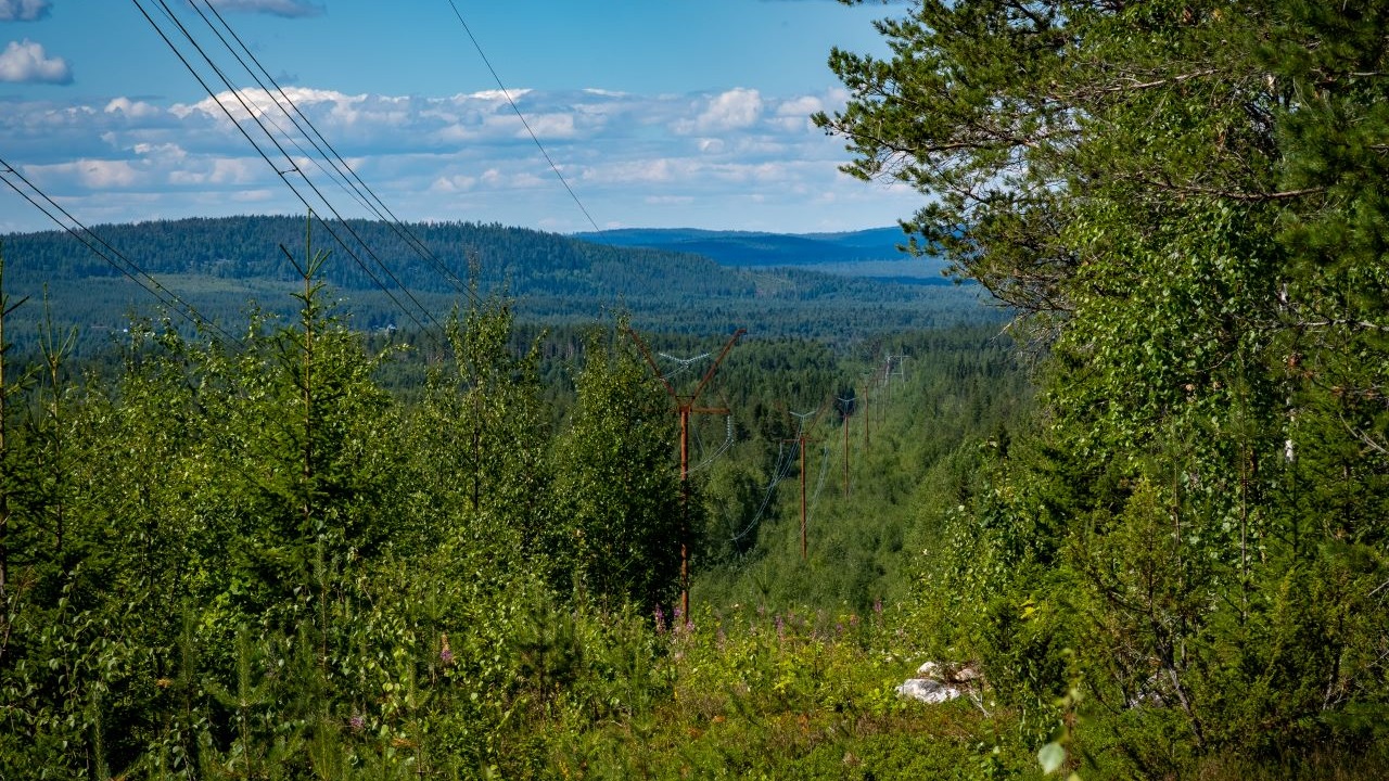 Transmission line in forest